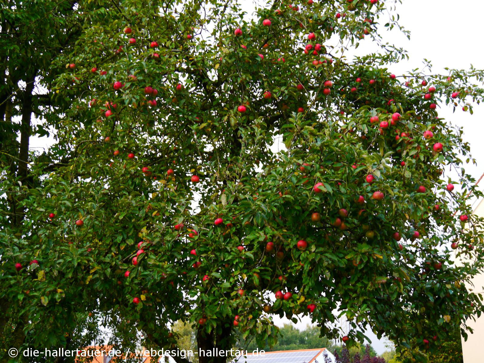Hallertauer Apfelbäume